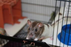 rat in a cage on a blurred background