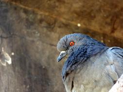 pigeon on the background of the facade of a city building