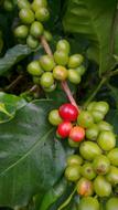 Green Coffee beans in Nature