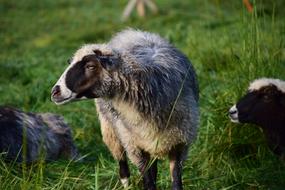 delightful Sheep White