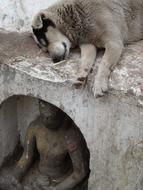 amazing Dog Statue Buddha