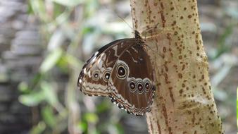 Butterfly Nature