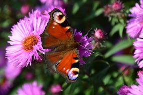 peacock butterfly on the aster flower