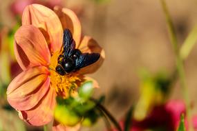 insect on an orange flower on a blurred background