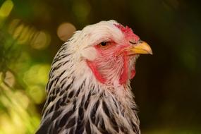 profile photo of a black and white chicken