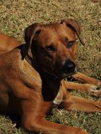 brown domestic dog lies on an autumn lawn