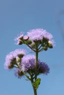 Flower Purple Flowers