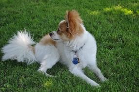 a dog with a pendant on his neck lies on green grass