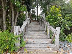 Bridge Nature Country