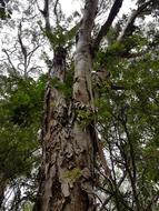 Tree Tall Forest