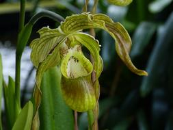 Orchid Flower Blossom