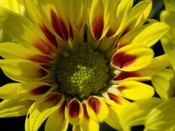 Herbstastern Yellow Autumn