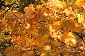 beautiful autumn leaves on the trees