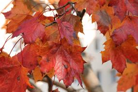 ratty autumn leaves on a tree