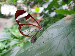 Butterfly Glass Wing