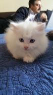 amazing Kitten Feline