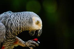 macaw parrot eating red berry