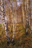 Birch Forest The Path