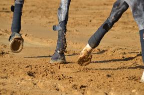 Member Horse Dressage