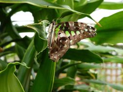 brown butterfly on a bush