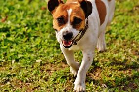 prodigious Jack Russell Terrier
