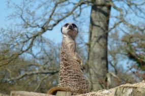 funny groundhogs in nature