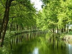 Forest Trees Mirror