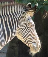 portrait of a zebra