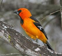 Oriole Bird on a blurred background