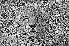 lynx as a black and white abstract art