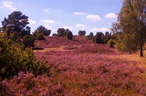 Meadow Pink Herb