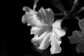 Invited To Visit The Azalea