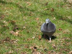 gray dove on green grass in nature