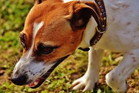 portrait of incredibly cute Jack Russell dog
