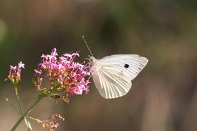 amazing White Butterfly Insect