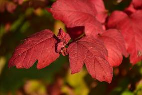 red autumn leaves on a tree in the forest