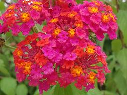 Flowers Red Flower Tree