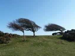 Windy Trees on hill