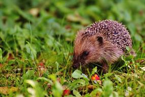 hedgehog in a forest green meadow