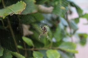 Close-up of the colorful spider on the web, on the colorful plants