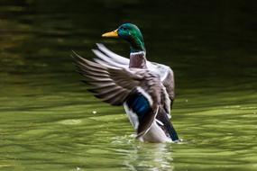 charming Mallard AzulÃ³n Ave