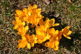 Crocus Yellow Blossom