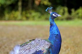 cobalt blue peacock