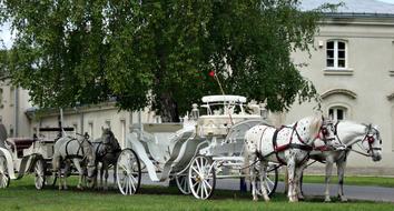 white horses with a carriage