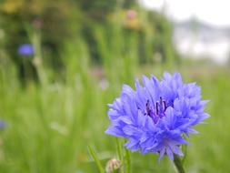 Blue Nemophila Flowers in grass