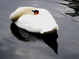 wild Swan at Pond Water