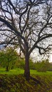 Tree Sky Grass