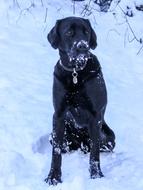 black labrador in the snow