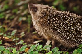 charming Hedgehog Child