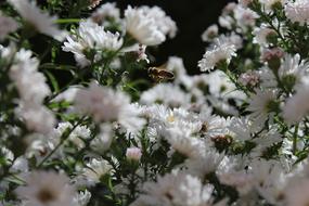 insect among white inflorescences close up